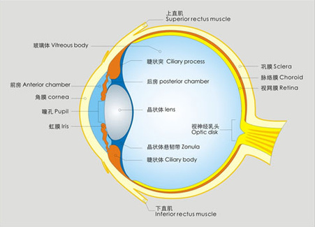 告訴你個(gè)“小秘密”：為什么眼睛不怕冷？